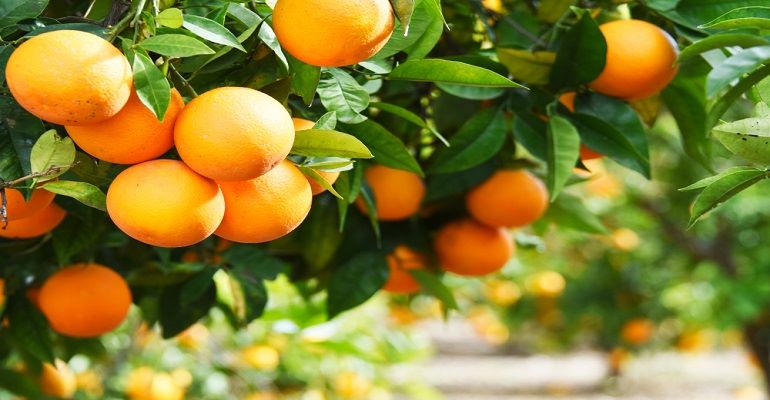 5 dicas de manejo eficiente para reduzir a queda de frutos
