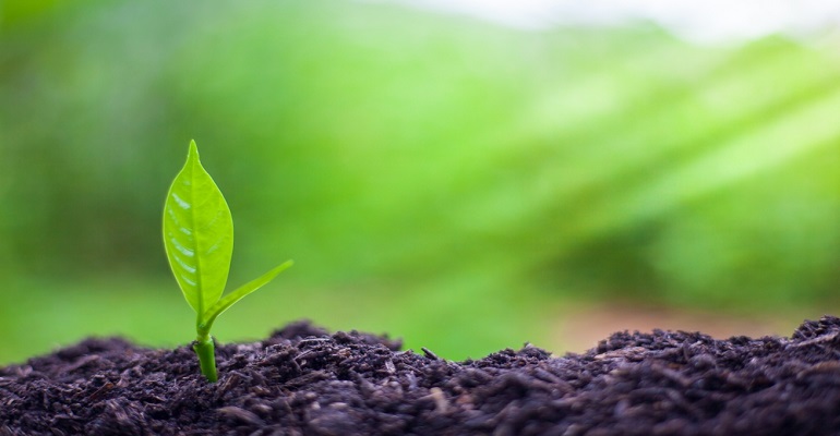 Agricultura regenerativa: entenda o que é e como adotar