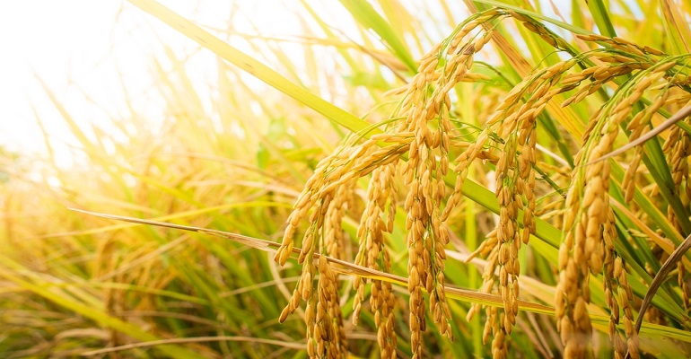 Cultivo de arroz dueto: mais resistente às variações de temperatura