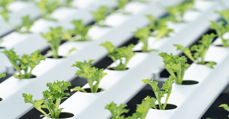 Hidroponia: conheça a técnica que cultiva plantas sem o uso do solo