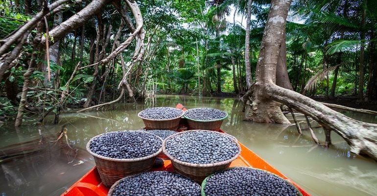 Conheça o aplicativo que auxilia no manejo sustentável do açaí nativo na Amazônia