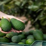 7 tipos de abacate.jpg