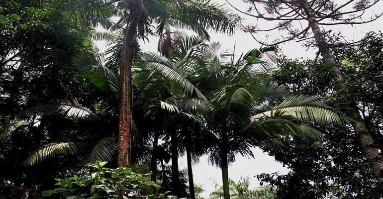 Juçara: conheça a alternativa sustentável ao açaí