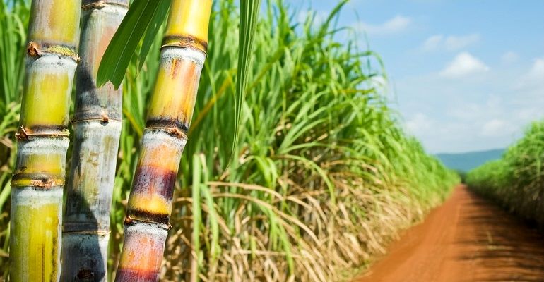 Biomassa: uso sustentável da cana-de-açúcar