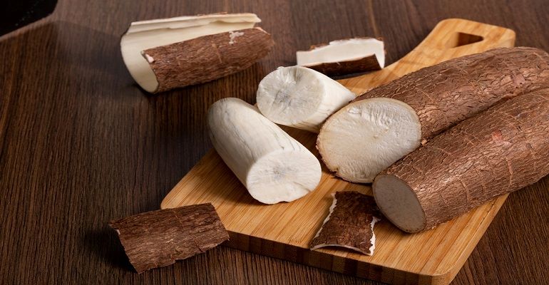 How to prepare the soil for planting cassava?