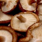 como produzir shitake.jpg