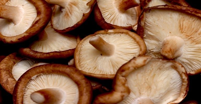 Cogumelo Shitake: saiba como produzir!