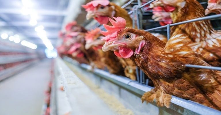 dia da avicultura.jpg