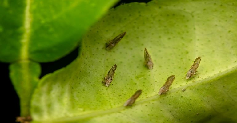 How to protect your citrus production from greening?