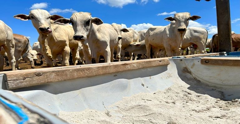 Qual a importância do sal mineral para gado?
