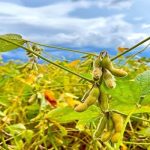 Consórcio parcial de soja e capim sistema antecipasto e seus benefícios.jpg