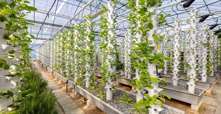 Vertical Farms: Discover This Trend