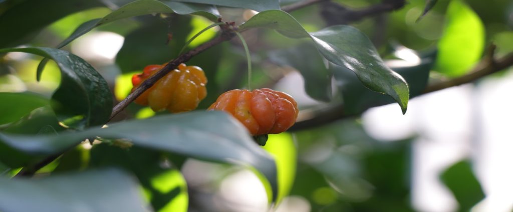 Do pomar à mesa: saiba tudo sobre a produção de Pitanga