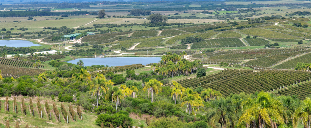 Agricultura uruguaia: conheça a produção agrícola do Uruguai e seus destaques