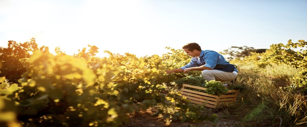 O Agro não é só “roça” nem “coisa de agro boy”