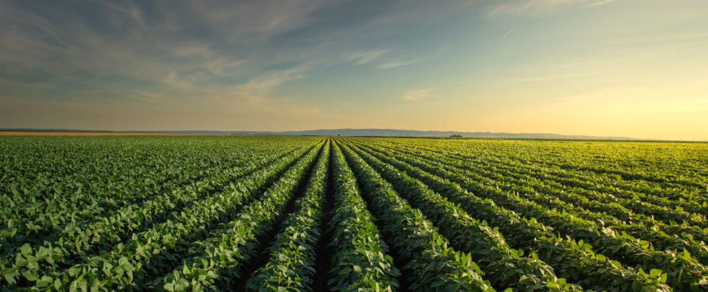 Plano Safra 24/25: bônus para produtores rurais sustentáveis