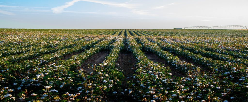 Safra do algodão 24/25 avança em ritmo acelerado