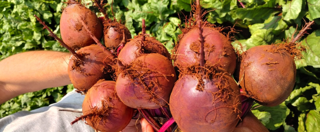 Beterraba Triton: conheça a variedade híbrida que está se destacando no mercado