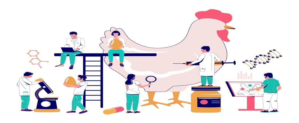 Avicultura: saiba mais sobre a evolução genética avícola