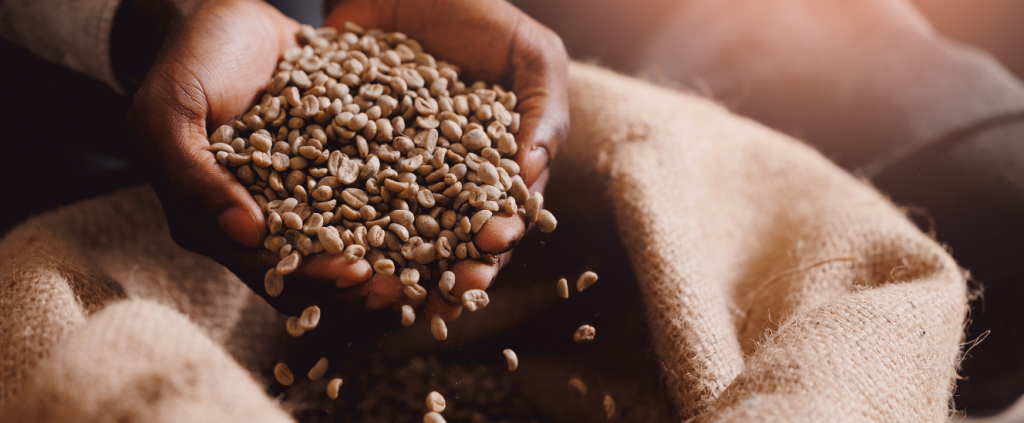Alta nos preços do Café: quais as perspectivas e como preparar sua colheita?