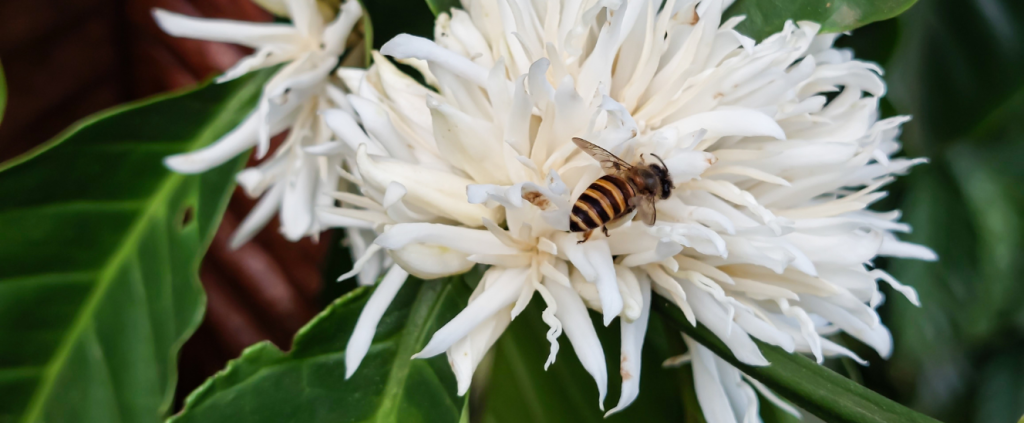 Polinização assistida: investimento sustentável e rentável para a cafeicultura