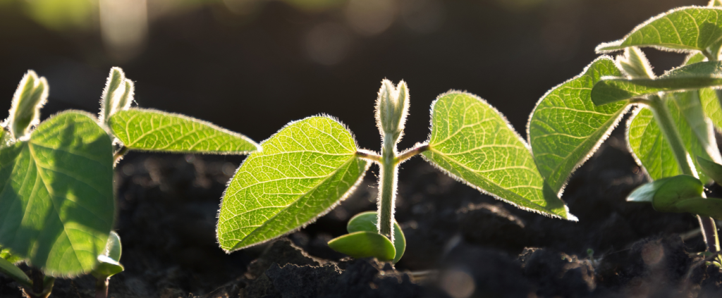 Como preparar suas sementes para plantio?