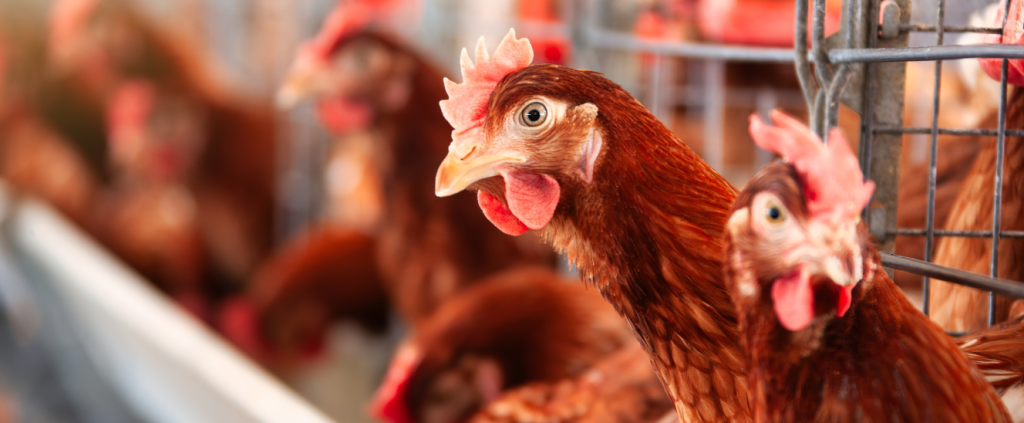 Biosseguridade na avicultura: protegendo a produção e a saúde pública