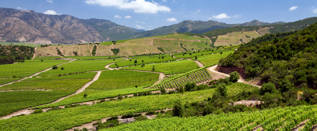 Agricultura pelo mundo – conheça o potencial agrícola do Chile