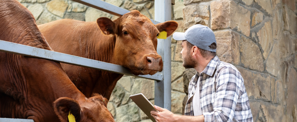 Pecuária 5.0: qual a relação com o bem-estar animal?