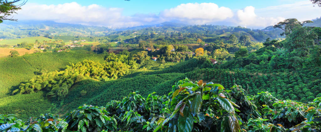 Agricultura da Colômbia: saiba mais sobre sua história, potencial e perspectivas