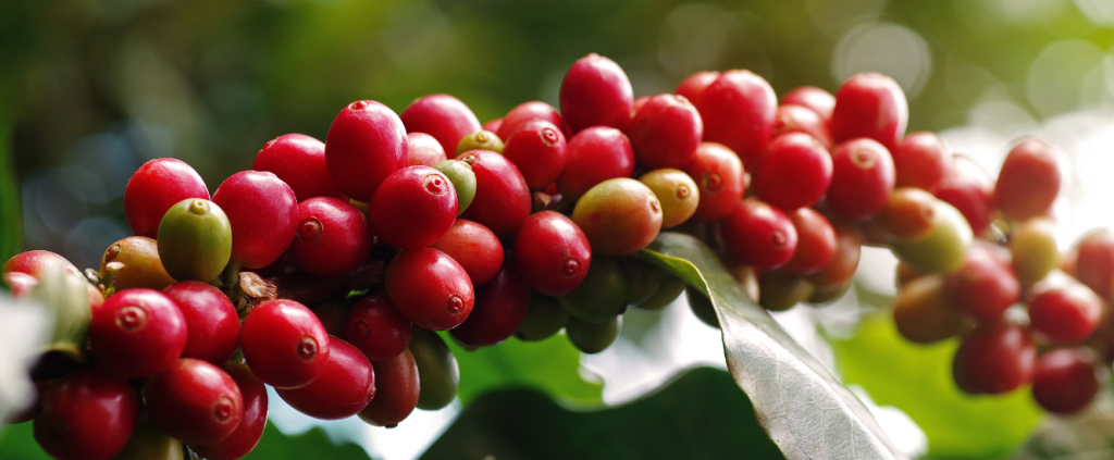 Sustentabilidade e Certificação: como impulsionar a exportação de Café? – Agrishow Pra Elas