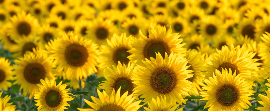 Flor de corte: oportunidade de negócio na agricultura