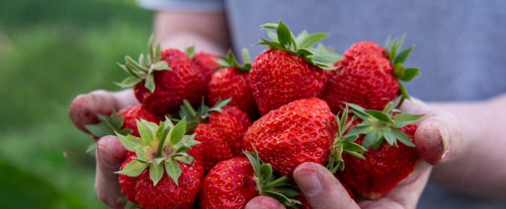 IA na Agricultura – como robôs cultivam morangos premium?