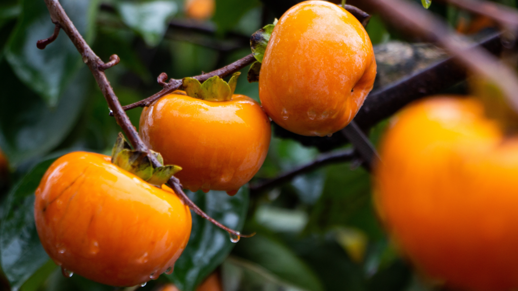 Cultivo de caqui: tudo que você precisa saber para uma produção de sucesso