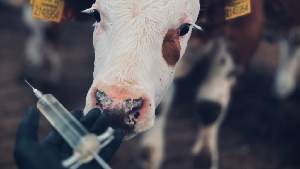 Como evitar resíduos de medicamentos veterinários na carne bovina?