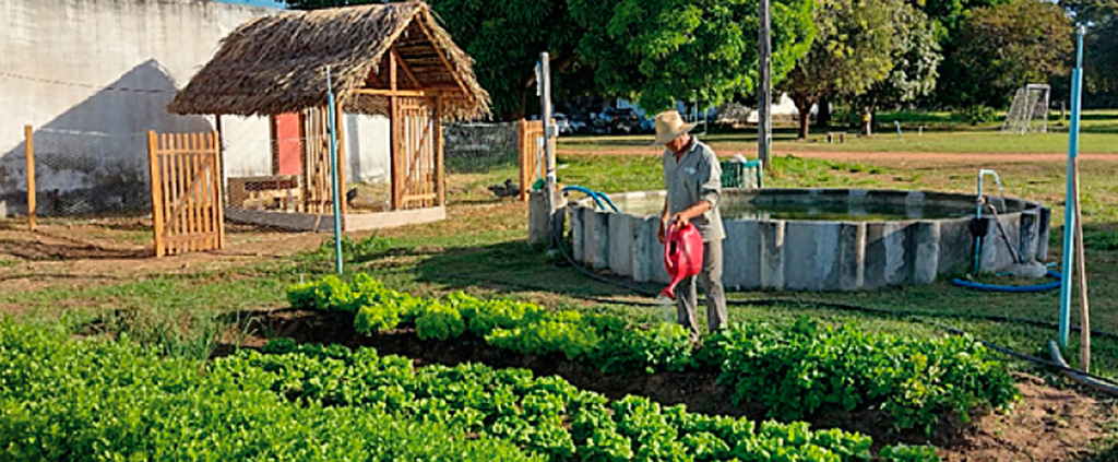 Sisteminha Embrapa: produção integrada e sustentável ao alcance de todos