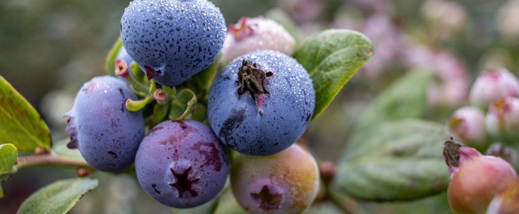 Agricultura Peruana: diversidade, inovação e sustentabilidade em destaque