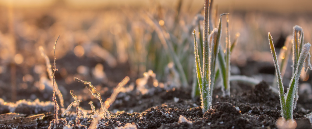5 dicas para proteger as lavouras na agricultura de inverno de 2025
