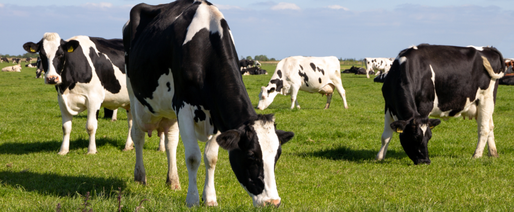 Vaca leiteira: quais espécies investir e alcançar maior produtividade?