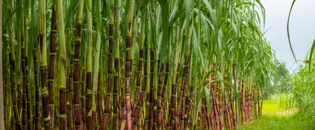 Sucessão Familiar na Cana-de-Açúcar – Agrishow Pra Elas
