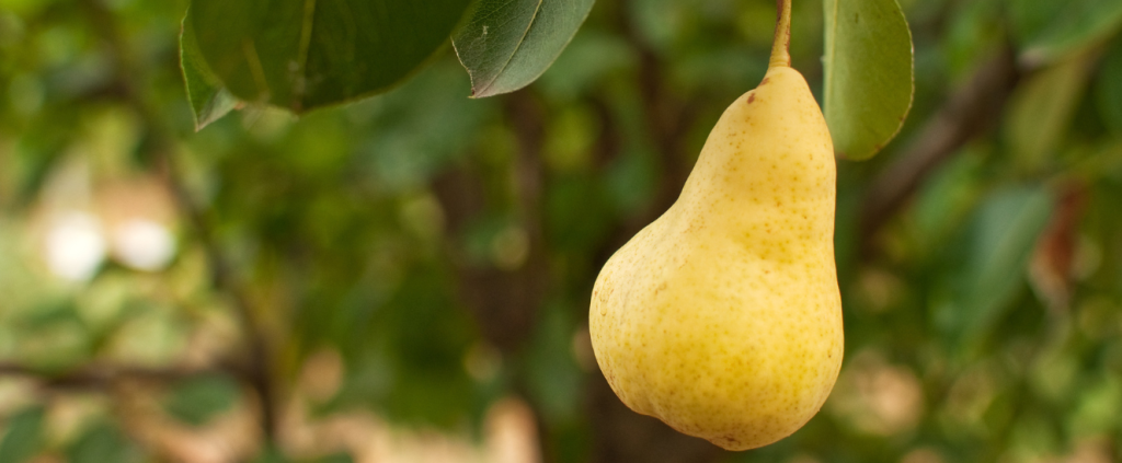 Cultivo de peras: passo a passo para uma produção de sucesso