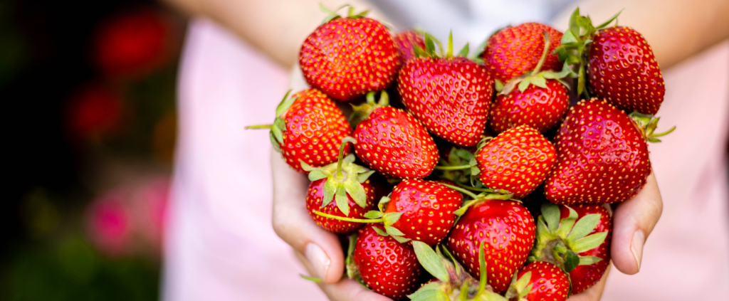 Fenômeno “Morango do Amor” impulsiona mercado agrícola e valoriza agricultura familiar