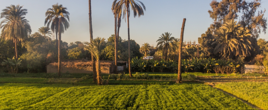 Agricultura do Egito: tradição milenar, tecnologia moderna e desafios para o futuro