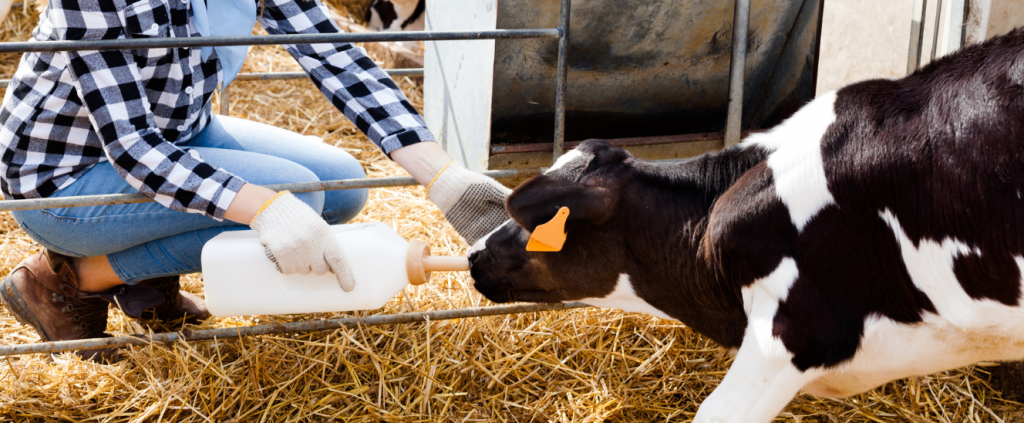 Nutrição de Bezerras na Pecuária Leiteira: guia completo para aumentar produtividade e lucro