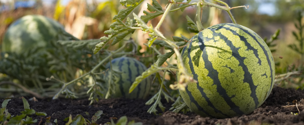 Cultivo de melancia: 18 dicas para alcançar excelentes resultados