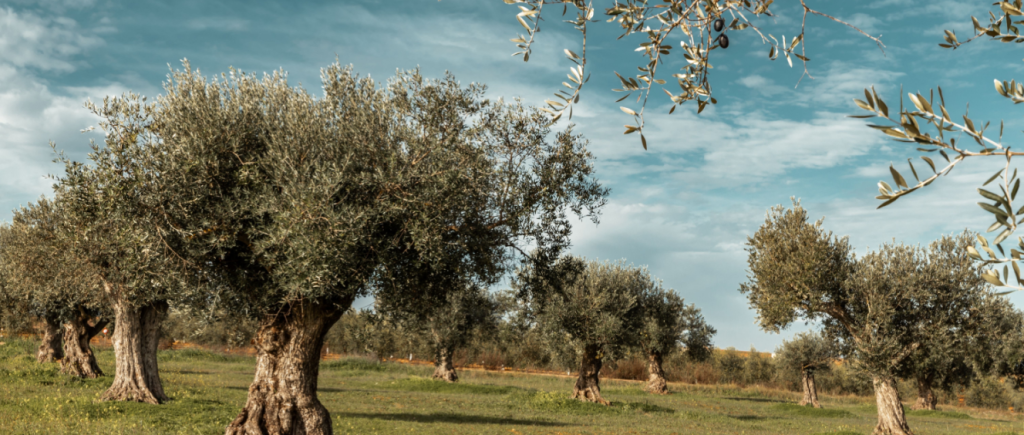 Agricultura portuguesa: panorama, culturas e desafios do setor em Portugal