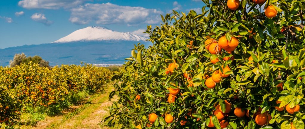 Citricultura sustentável e tecnológica: inovações para produzir mais com menos