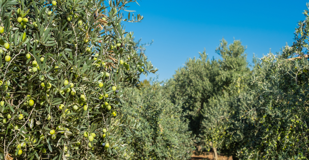 Agricultura grega: entre tradições mediterrâneas e inovação no campo