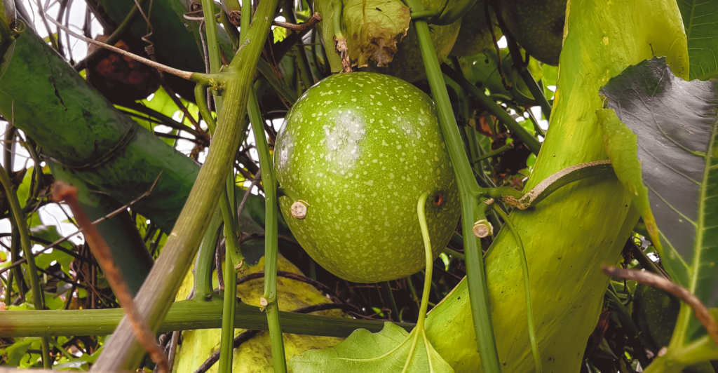 Como ter sucesso na produção de maracujá: do cultivo à colheita