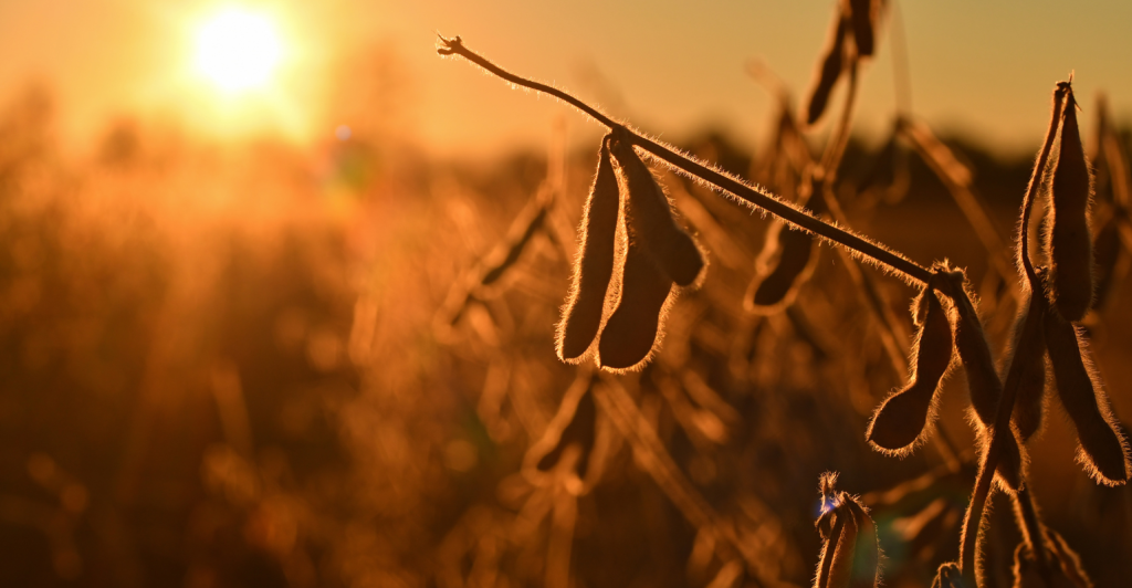 Safra de soja 2025/26 deve bater recorde no Brasil, mas margens encolhem